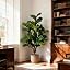 Fiddle Leaf Fig Tree, 3.5ft
