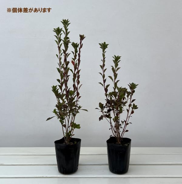 Amazon.co.jp: ドウダンツツジ：黄花ドウダン3-3.5号ポット : DIY