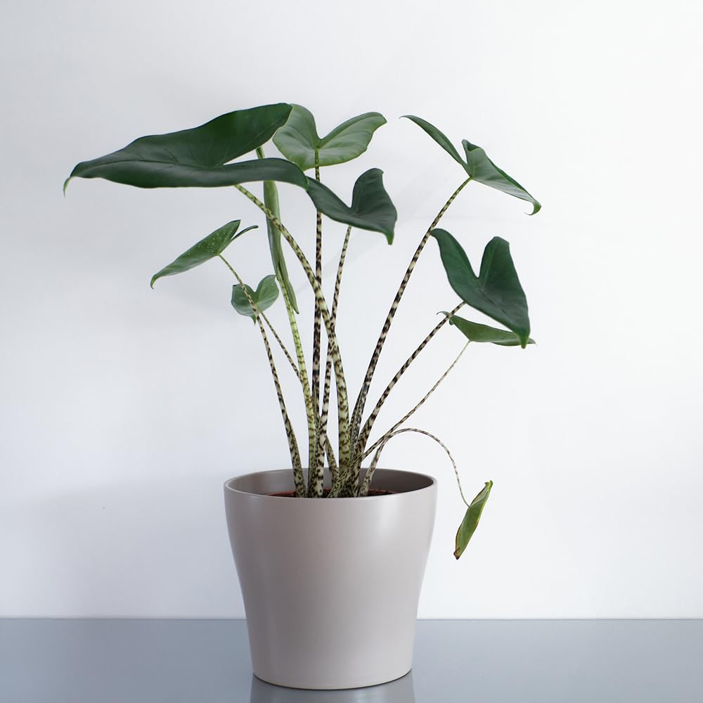 YouGarden Alocasia Zebrina, Established Houseplant in 17cm Pot, Ready to Plant and Display Indoor Plant, for Home or Office