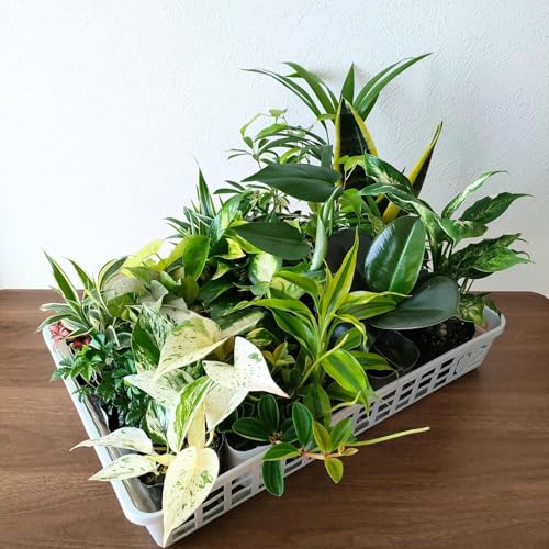 【おまかせ20点セット】観葉植物 3号~3.5号 ポット 本物 室内用 ミニ 小さい 観葉 室内 お好きな鉢に寄せ植えや植え替え 【目利き人が市場の中から厳選】