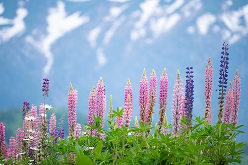 TAMRON - 70-300mm - F/4.5-6.3 Di III RXD - Nikon Z -