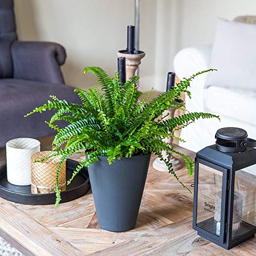 1 plante de Felce Comune Green Lady Vase 17 cm