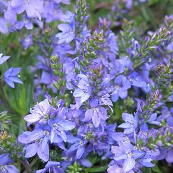6 x Véronique à longues feuilles 'Blauriesin' - Veronica Longifolia - Godet 9x9 cm, Bleu Profond, Fleurs en Épis