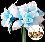 Método de venta: bulbo de Amaryllis