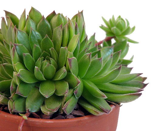 Hens & Chicks - 3 Different Plants - Sempervivum - Great House Plant - 2" Pots #TOP1