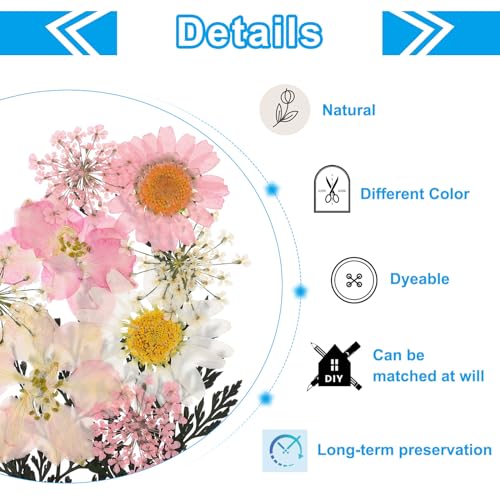 Flores prensadas secas para manualidades, pack de 10 miniatura 3