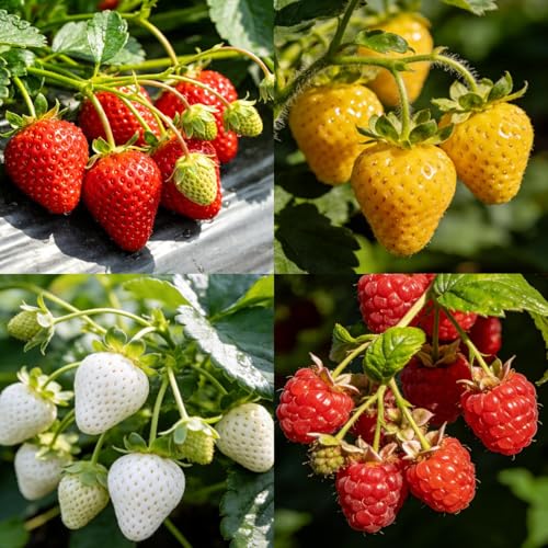 CarpetC 400+ Strawberry & Raspberry Seeds Mix for Planting Red White Yellow Strawberry Sweet Fruit Heirloom Non-GMO Seeds for Backyard Patio Pots & Home Garden