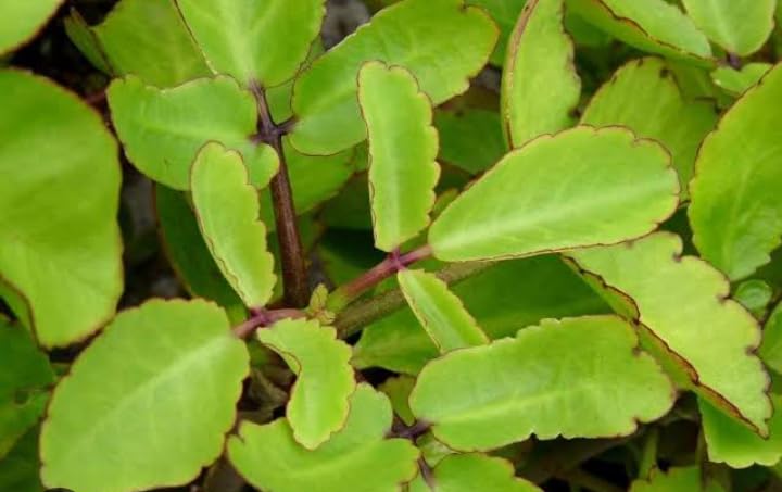 Bryophyllum pinnatum plant (set of 2)| ranakalli| kidney stone plant (B0CF55KHMV) Amazon Price History, Amazon Price Tracker