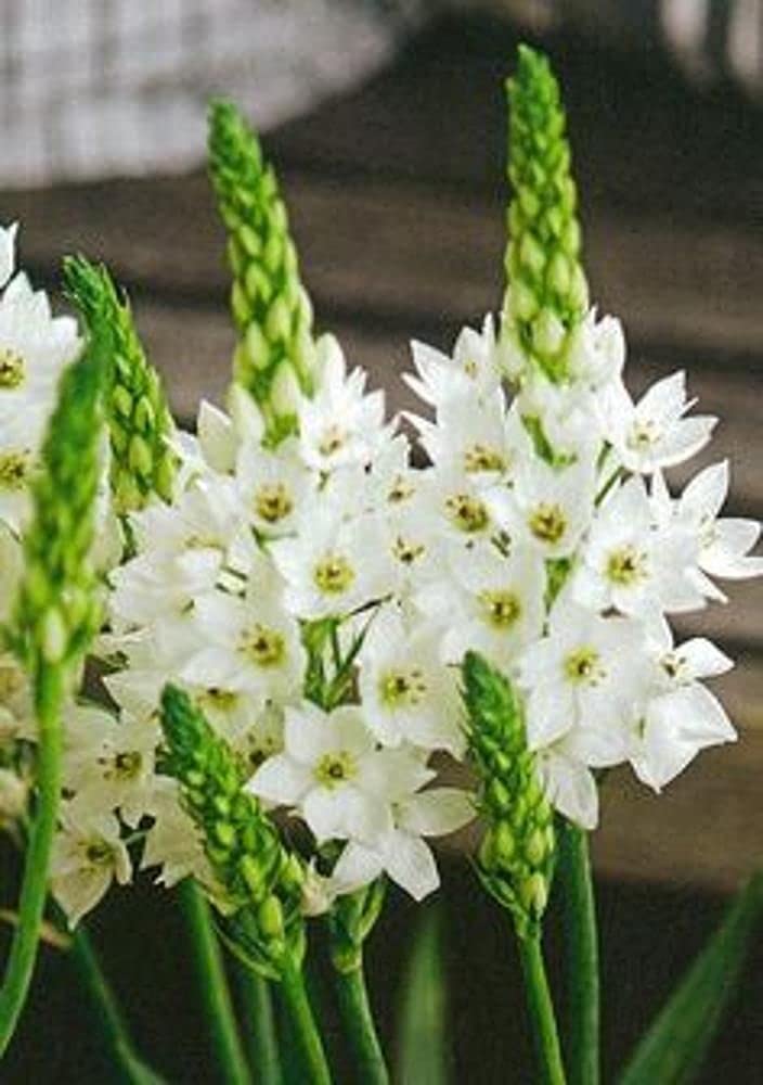 LIVE GREEN Chinchi Rinchi Mix Color Attractive Flower Bulbs Pack Of 45 Bulbs For Home Gardening-image-43