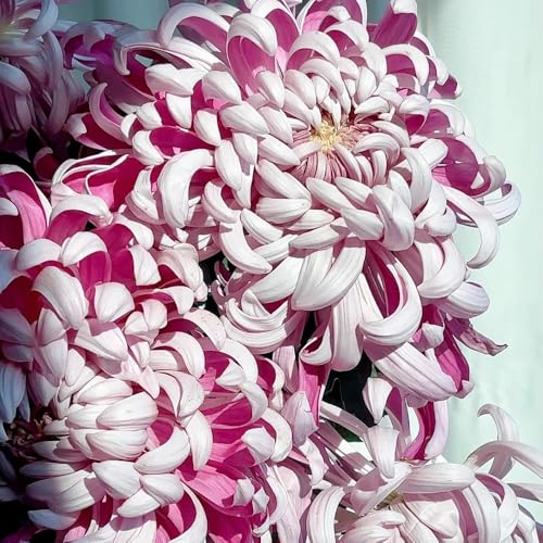 semi di crisantemo resistenti all'esterno crisantemo per aiuole rialzate per luoghi soleggiati da giardino, biologici 300pcs