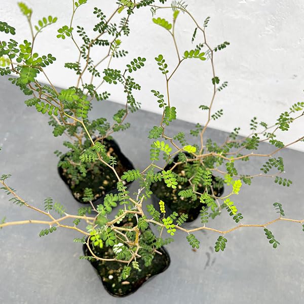 ソフォラリトルベイビー　メルヘンの木　ジグザグの木　観葉植物 Amazon｜ソフォラ ：リトルベイビー3号ポット 2株セット[ジグザグした