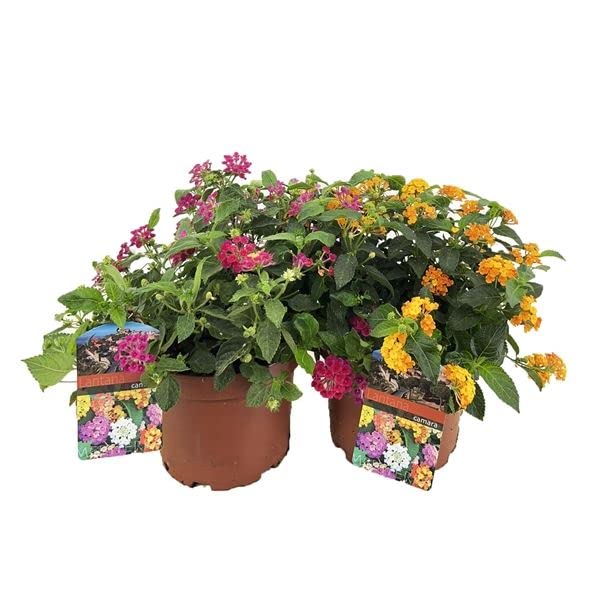 Lantana Camara - Plantas Vivas - Pack 2 Plantas - DECOALIVE - Planta Flor Bandera Española