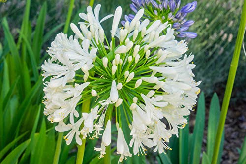Agapanthus africanus white African Lily perennial plant large white flowers grown in 2 litre pot