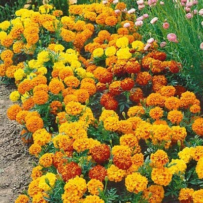 Amazon.com : Marigold Seeds for Planting - 1,200+ Seeds