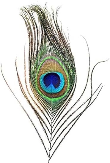 Trustified Enterprises Peacock Mor Pankh Eye Feather Tails