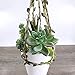 Supla 5 Pcs Assorted Artificial Succulents Plants Unpotted Small Green Cactus Echeveria Picks Fake Succulents Bulk for Succulent Garden Centerpiece Wreath Floral Arrangement Indoor Outdoor Home Décor