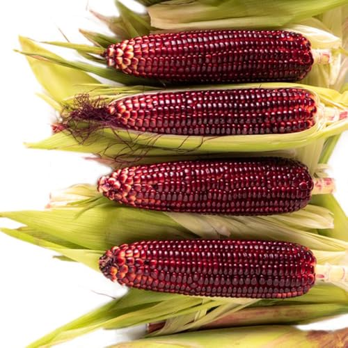 Semillas de maíz, semillas de maíz dulce, semillas de maíz, Semillas de hortalizas, regalos para los amantes de la jardinería. semillas de bonsái, plantas de jardín cultivo de 65pcs