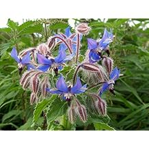 Borage Borago officinalis - Packet of 50 Seeds