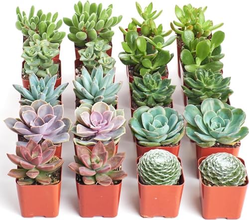 Shop Succulents Unique Succulent Plant Pack Bulk Collection - Live Mini Succulent Plants, Low Maintenance, Exceptional Colors & Textures - Wedding and Party Favors, Gift & Garden, Pack of 20 - 1