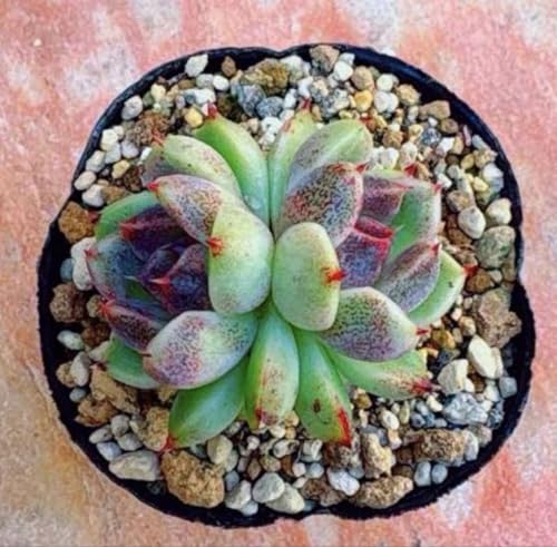 観葉植物 紫 多肉植物」の人気商品一覧 | 安い商品を通販サイトから
