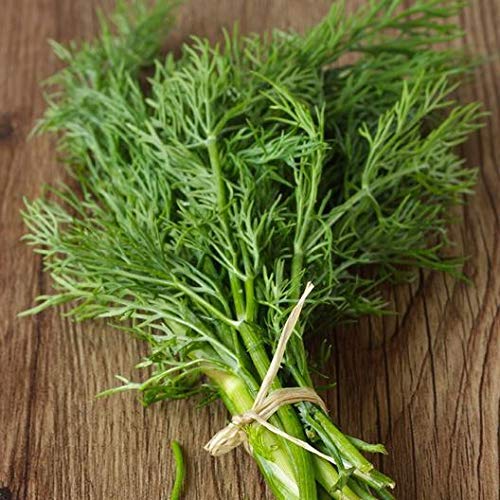 100% ORGANIC DILL MAMMOTH 800MG SEED - Antigua Home & Garden Centre