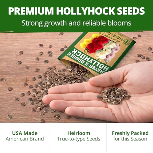 Image of HOME GROWN Hollyhock Chater's Double Mix 100 Seeds (0.9g) - Biennial Blooms Year 2, Double Flower Hollyhock Seeds for Planting, Perennial Reseeding, Cottage Garden, USDA Zones 3-9 (Alcea rosea)