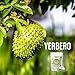 Yerbero - Pure Graviola Soursop Leaf Tea 30 Tea Bags 1gr (0.03oz) - Net WT 30gr (1.3oz) | Hoja Guanabana | Annona muricata | Sweet Delicious Tea | Enjoy Hot or Cold Crafted By Nature 100% All Natural Fresh Tea | Non-GMO.