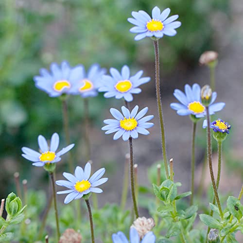 Blue Daisy Seeds Felicia Amelloides Perennial Drought Tolerant Showy Attract Butterflies Low Maintenance Bed Border Edging Patio Container Outdoor 50Pcs Flower Seesd By Yegaol Garden #TOP4