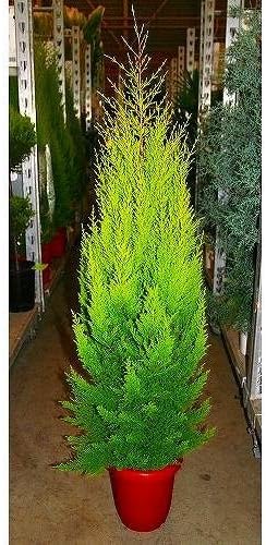 Amazon プランツネット Plants Net 観葉植物 クプレッサス ゴールドクレスト コニファー 8号 K プール ホットタブ 屋外サウナ Amazon プランツネット Plants Net 観葉植物 クプレッサス ゴールドクレスト コニファー 8号 K プール ホットタブ 屋外サウナ