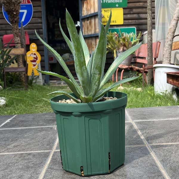 Amazon｜アガベ ベネズエラ 新築祝い ドライガーデン｜観葉植物