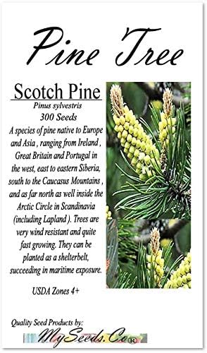 Miniatura 2 de Semillas para árbol de pino sin transgénicos de MySeeds.Co