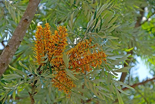 30 Silky Oak Tree Seeds For Planting - Grevillea Robusta #TOP2