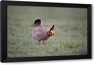 ArtDirect TX, Panhandle, Male lesser prairie chicken struts Custom Framed Art Print Giclee Print or Canvas Options with Various Sizes and Customization by Welling, Dave