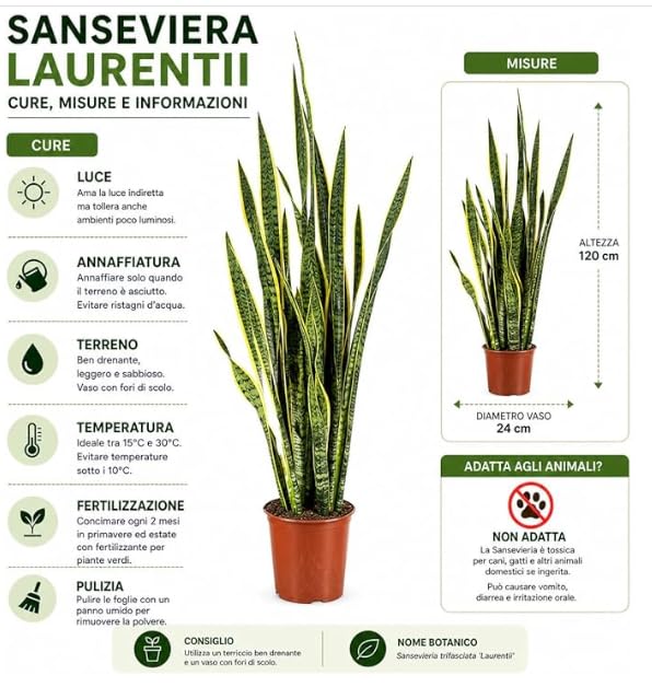 Set Sansevieria Laurentii 70cm Pianta VERA Made in Italy TERRE DI ROMAGNA | vaso