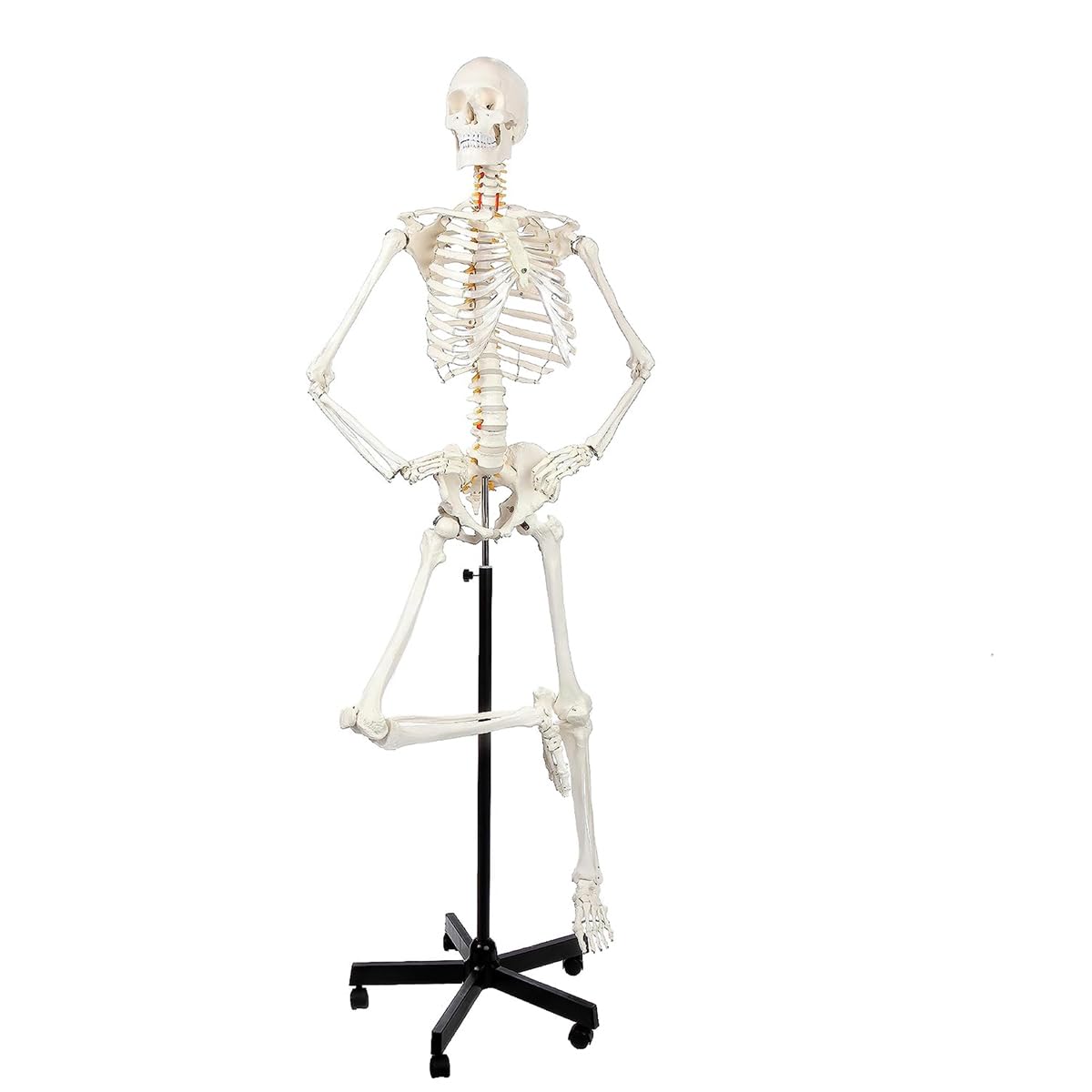 Model anatomicznego szkieletu człowieka naturalnej wielkości 170 cm z 206 kośćmi, elastyczny szkielet przegubowy