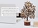 Amazing Gemstone Tigers Eye Natural Healing Premium Crystal Bonsai Feng Shui Fortune Money Tree of Life for Home Office Decor (Gift Box Ready,10-12 Inch)