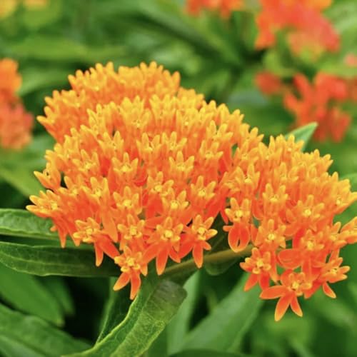 Generic Orange Milkweed Live Plants - Pack of 2 - Butterfly Milkweed Plant - Monarch Butterfly Attractant - Perennial Blooms - Ideal for Gardens and Pollinator Habitats - Asclepias incarnata