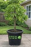 Spanish Lime Tree (Melicoccus bijugatus) – Live Tropical Fruit Tree – USDA Certified