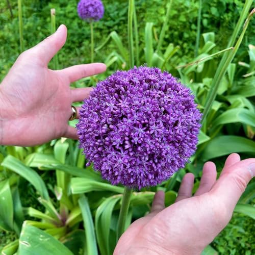 Semi di Allium giganteum, da esterno resistenti Semi di porro gigante, semi di perenni regali per gli amanti del giardino prodotti sostenibili 50pcs