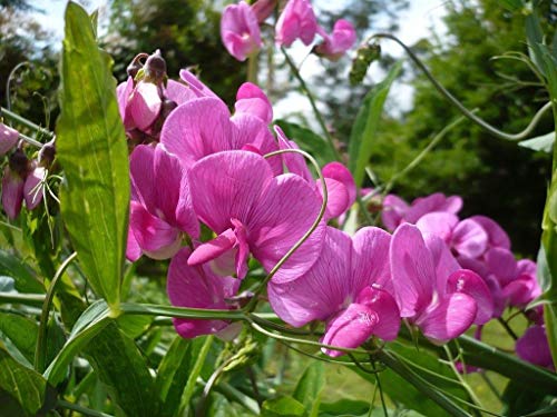 Sweet Pea Flower Seeds, 25 Count "Cool Beans N Sprouts" Brand. Non-Gmo. Home Gardening. #TOP1