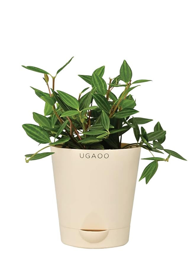 Ugaoo Peperomia Angulata Natural Live Indoor Plant with Pot Small