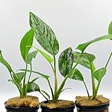 Décoration naturelle pour votre aquarium – Peut être fixée sur des roches ou racines pour créer une composition harmonieuse et naturelle.