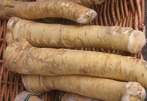 Horseradish Roots - 1LB Organic Bare Root Ready to Eat or Plant 1