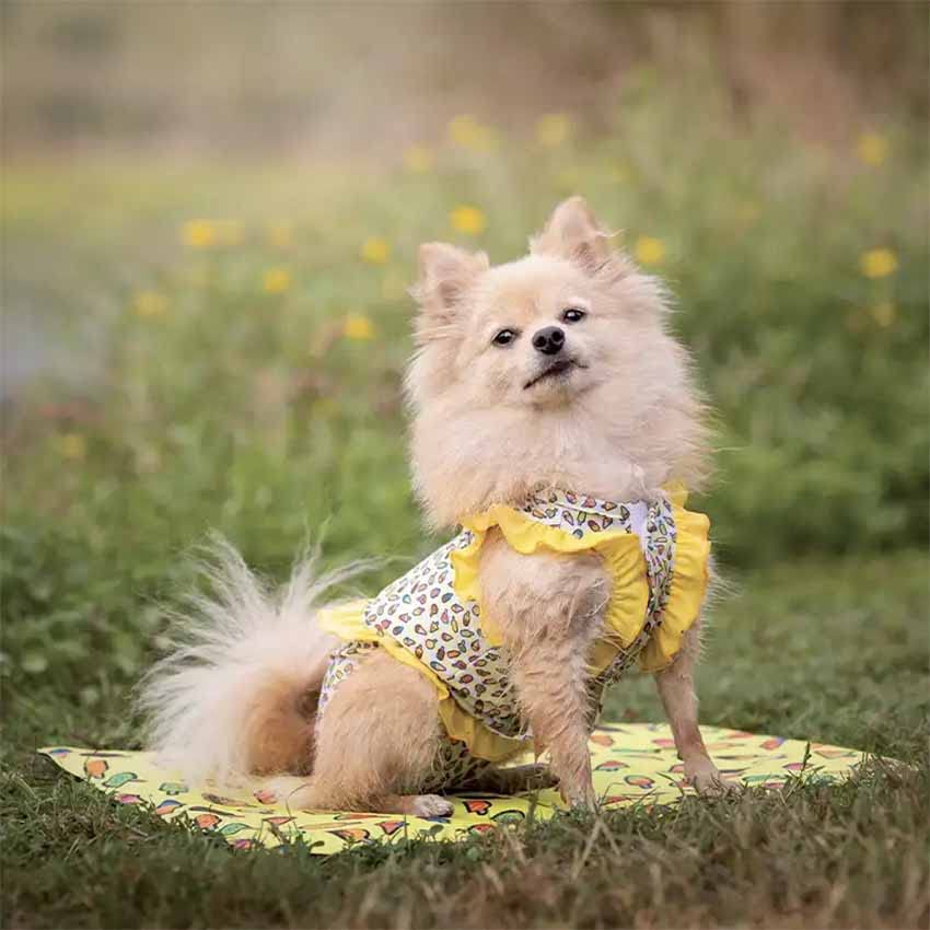 Costume Da Bagno Per Cani Costume Da Bagno Cane Sunrise Costume