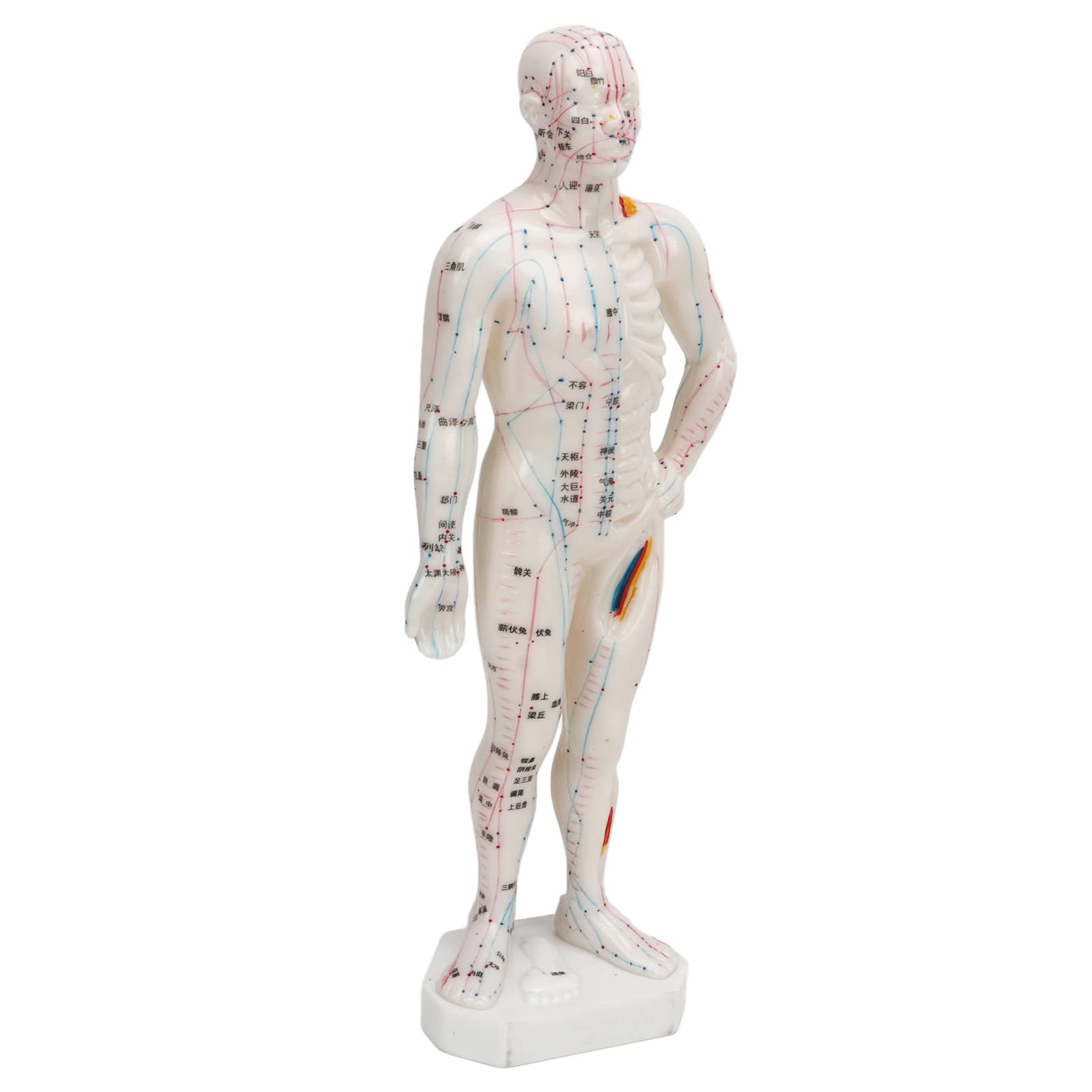 Modello di agopuntura corpo, Modello professionale di punti meridiani per l'insegnamento della medicina cinese, massaggio agopuntura, massaggiatore