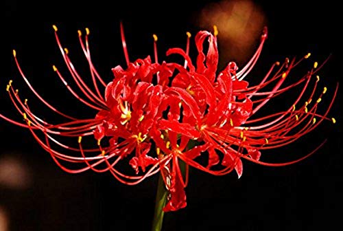 Red Spider Lily Lycoris Radiata Bulb/Plant