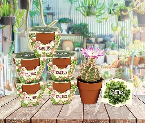 BUZZY Seeds Terracotta Mini Grow Pots | Herb, Plant, Flower Starter Kit for Kids & Adults | Mini Cactus 6-Pack, Daydream Collection | Guaranteed to Grow | Best Indoor Grow Your Own Plant