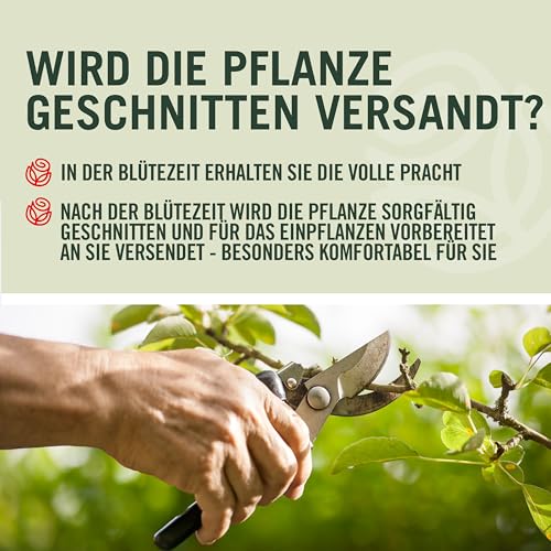 Garten-Schlüter® Wintergrüner Liguster Atrovirens, 40-60 cm geliefert im Container - Ligustrum vulgare als Ligusterhecke - schnellwachsend, pflegeleicht, robust, immergrün - Heckenpflanze