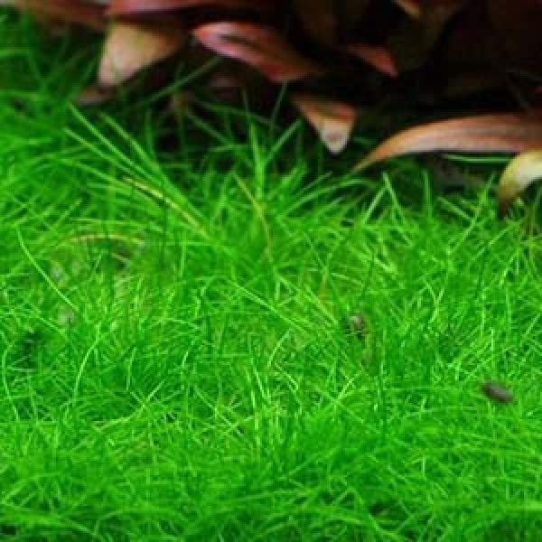 Maalavya Live Aquarium Aquatic Plant (Hair Grass) With Pot (B0BP7QSGZQ) Amazon Price History, Amazon Price Tracker