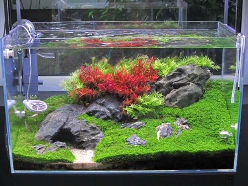 Image of Fish Tank Grass Seeds | Aquarium Grass Seeds for Home & outside (Pack of 100 seeds)